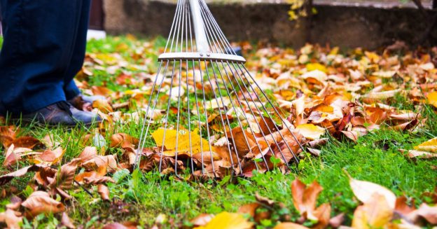 Close up of a rake being used to rake leaves in a yard