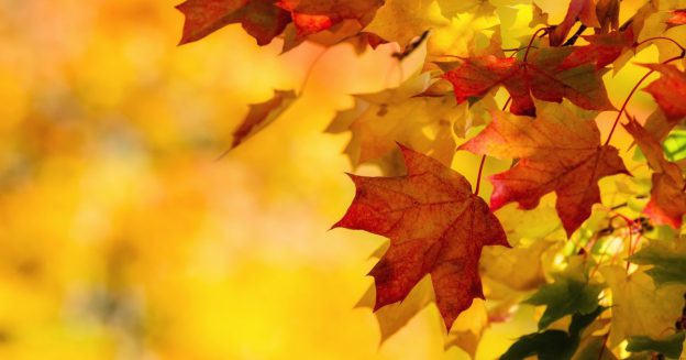 Close up of fall leaves on a maple tree