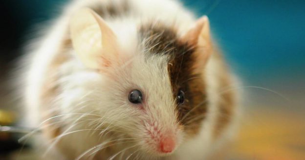 Close-up image of white and brown mouse