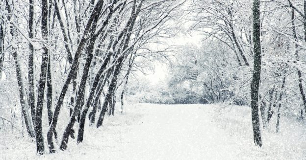 Snow-covered path in the woods