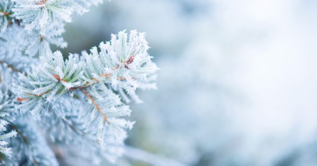 Closeup of snowy pine tree